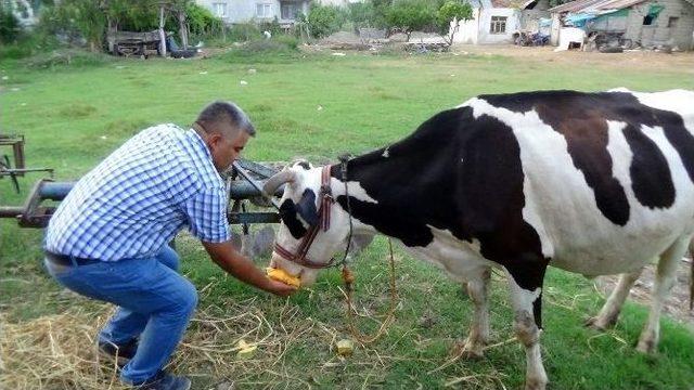 Hayvan Yemine Milli Çözüm: Kabak