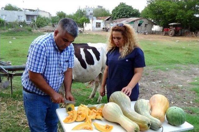 Hayvan Yemine Milli Çözüm: Kabak