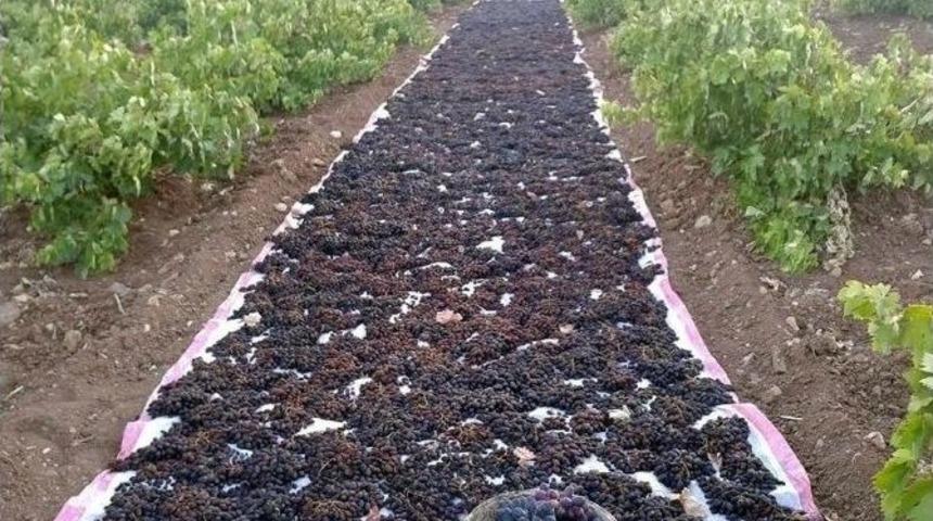 Horozkarası &Uuml;z&uuml;m Kurutulmaya Başlandı