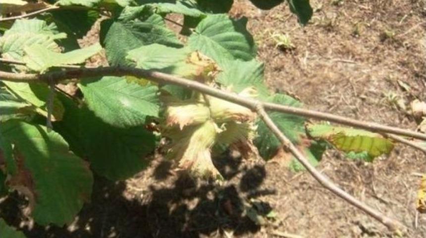 Fındık Hasadında Dikkat Edilecek Hususlar