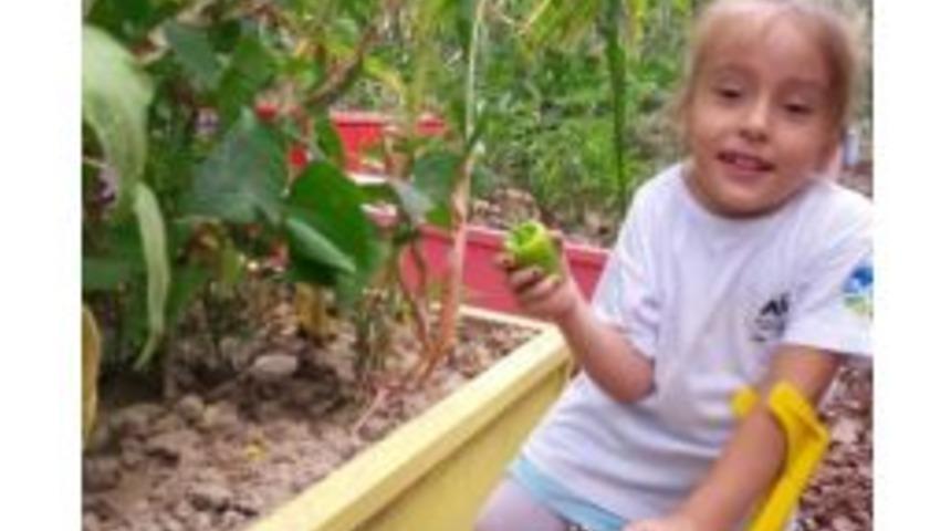 Minik Çiftçiler Ürünlerini Topluyor