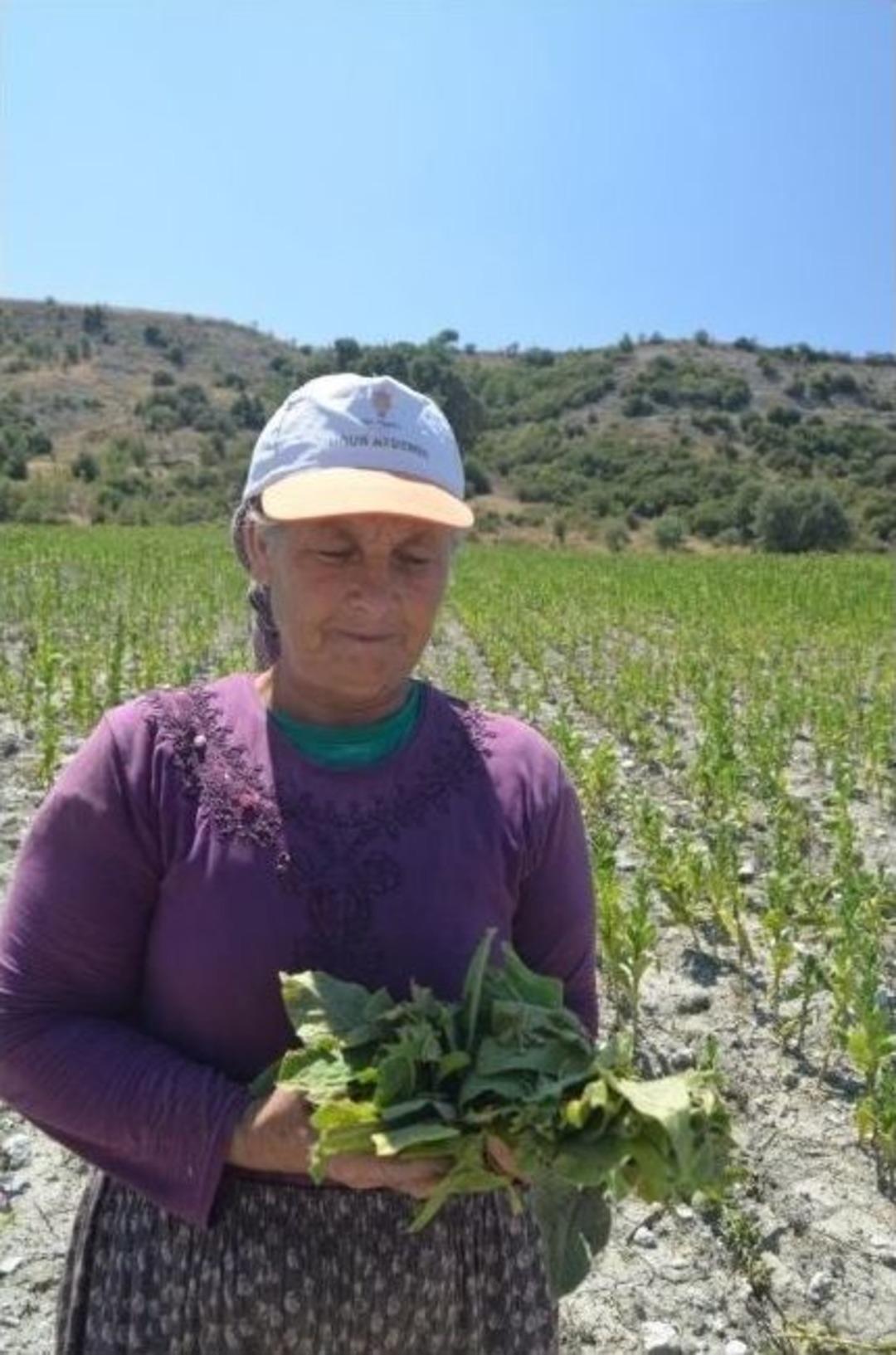 Dolu Yağışı, Tarım Arazilerinde Zarara Yol A&ccedil;tı