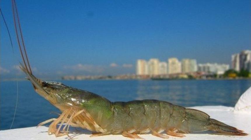 Meşhur İzmir Karidesi B&ouml;yle Keşfedilmiş
