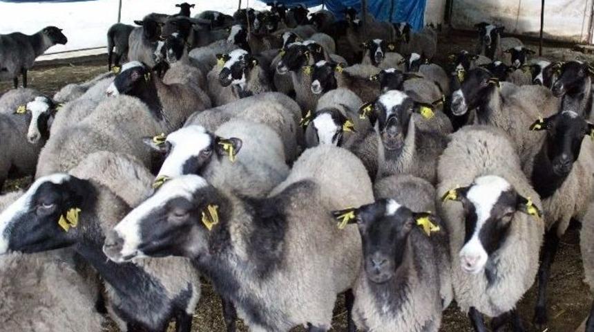 &ldquo;k&uuml;pesiz, Sevksiz, Ka&ccedil;ak Kurbanlık Almayın, Yanarsınız&rdquo; Uyarısı