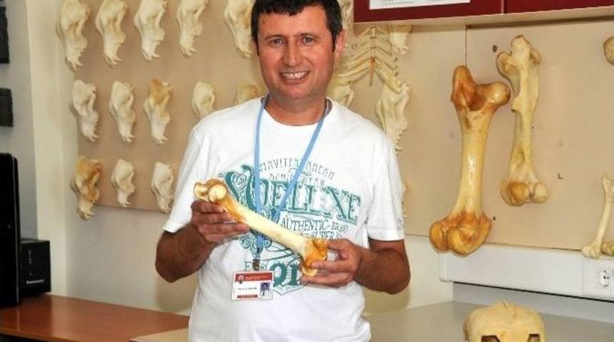 Adü, Hayvan İskeletleri Konusunda Türkiye’de Marka Oldu
