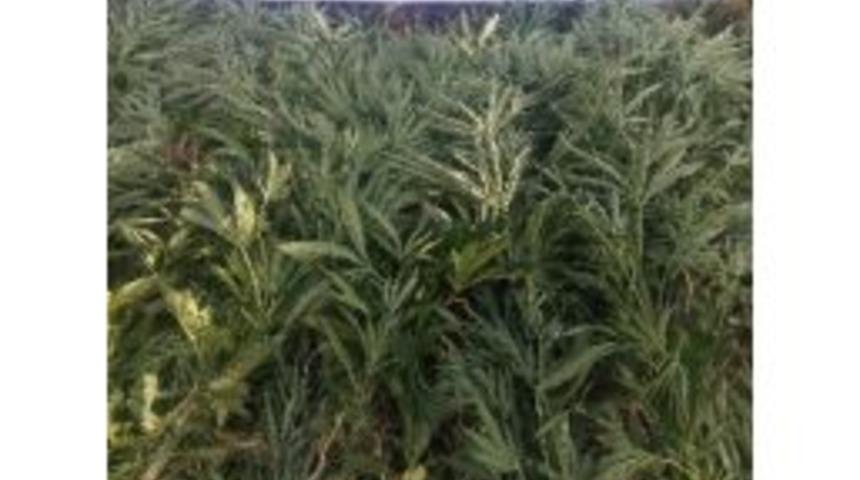 Jandarma Uyuşturucuya Geçit Vermiyor