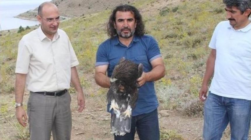 Tedavisi Tamamlanan İki Kaya Kartalı Bir Kızıl Şahin Doğaya Bırakıdı