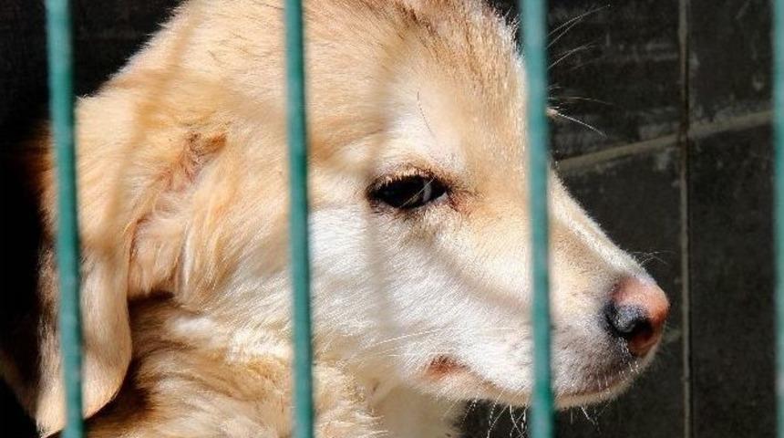 &Ccedil;ankaya Belediyesi, Sokak Hayvanlarına Sahip &Ccedil;ıkıyor