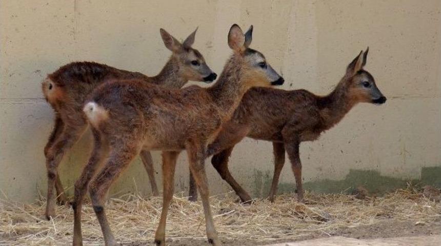 Anneleri Tarafından Terk Edilen Yavru Karacalar Darıca Hayvanat Bah&ccedil;esinde B&uuml;y&uuml;t&uuml;ld&uuml;