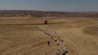 Kayseri’de Koyun Ve Keçilerde Elektronik Kimliklendirme Çalışmaları Hızla Devam Ediyor