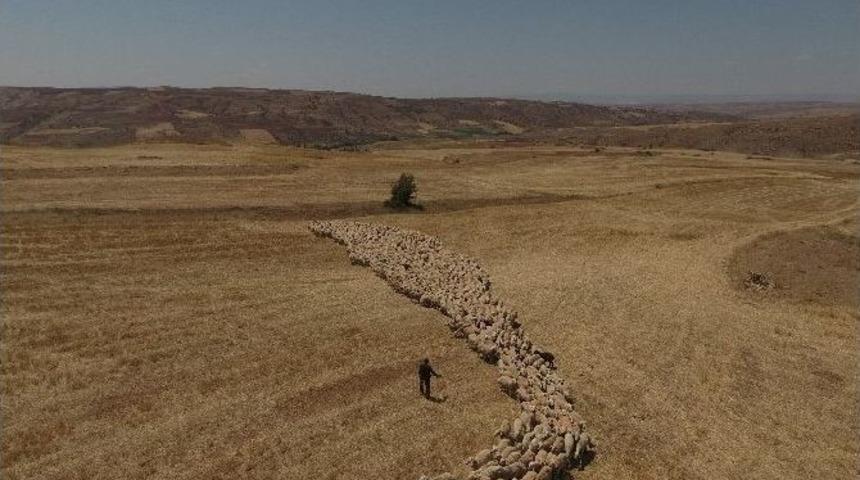 Kayseri’de Koyun Ve Keçilerde Elektronik Kimliklendirme Çalışmaları Hızla Devam Ediyor