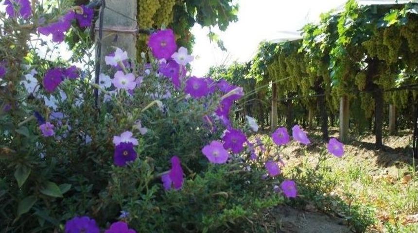 &Uuml;z&uuml;m &Uuml;reticisi Bağını &Ccedil;i&ccedil;ekle Donattı