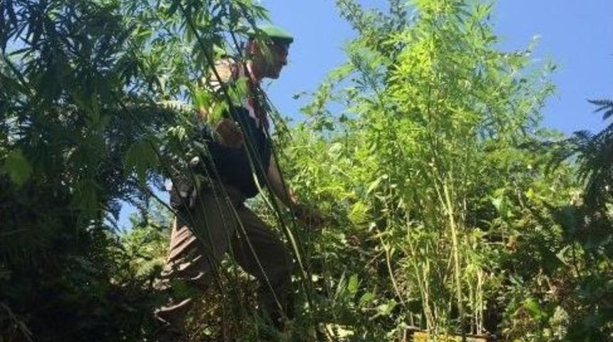 Devrek&rsquo;te Jandarma Ekipleri 350 K&ouml;k Hint Keneviri Ele Ge&ccedil;irdi