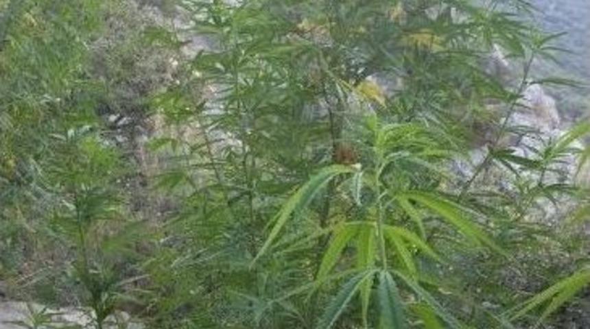 L&uuml;ks Villada Kenevir Operasyonu