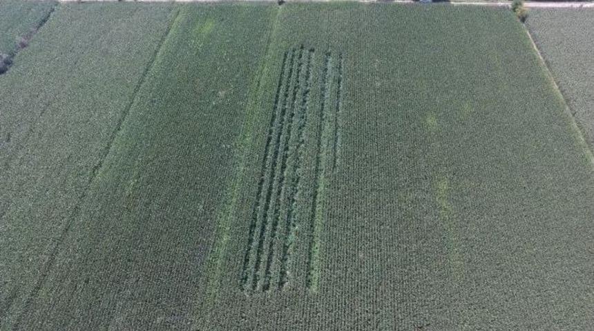 Mısır Tarlasında 5 Bin K&ouml;k Kenevir Ele Ge&ccedil;irildi