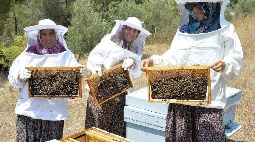 B&uuml;y&uuml;kşehir&rsquo;in Dağıttığı Kovanlardan Bal Alınmaya Başlandı