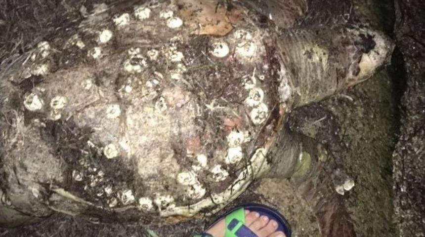 Milas’ta Ölü Caretta Caretta Kıyıya Vurdu