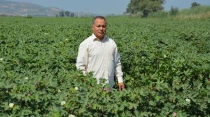 S&ouml;ke Ovası&rsquo;nda Pamuk&ccedil;unun Y&uuml;z&uuml; G&uuml;l&uuml;yor