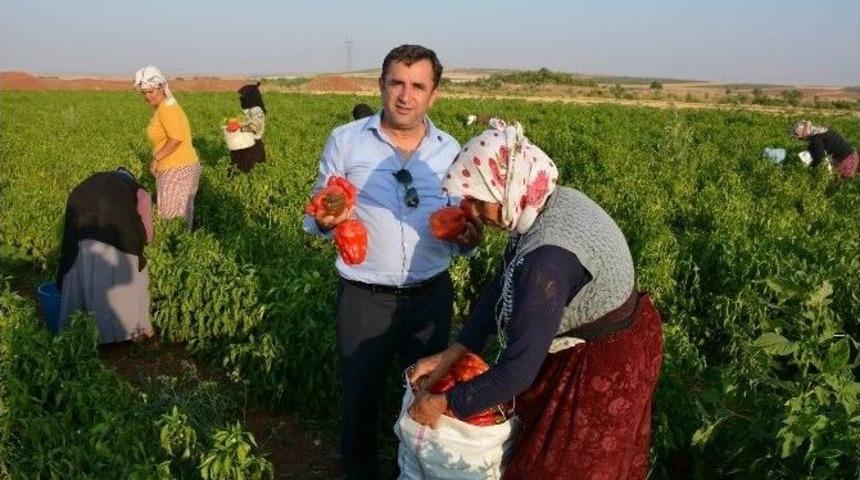 Elbeyli İl&ccedil;esinde Biber Hasılatına Başlanıldı