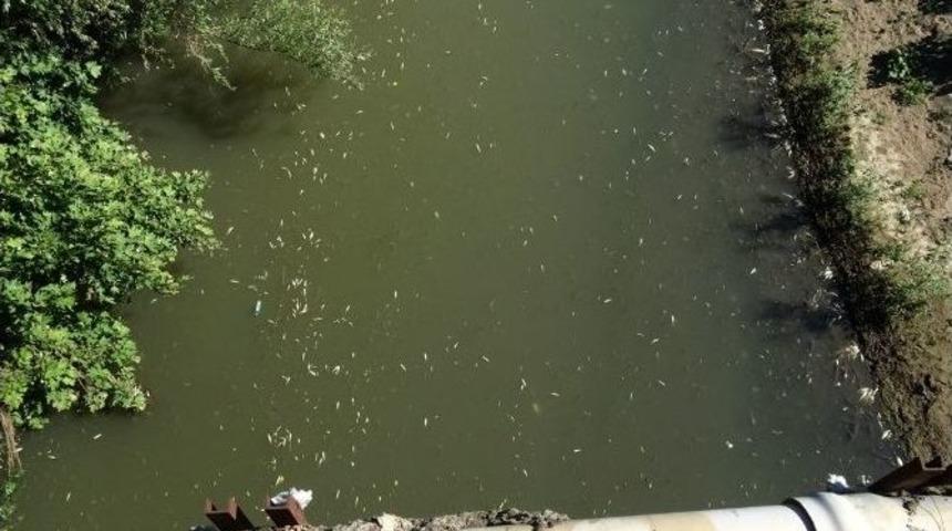 Bartın&rsquo;daki Balık &Ouml;l&uuml;mlerinin Araştırması Tamamlandı