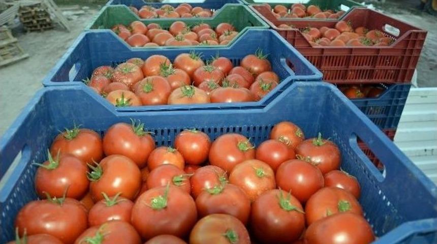 &Ccedil;ameli Domatesi D&uuml;nya Pazarına A&ccedil;ılıyor