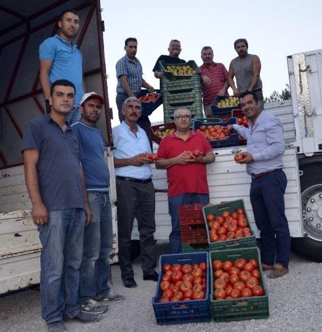 Çameli Domatesi Dünya Pazarına Açılıyor