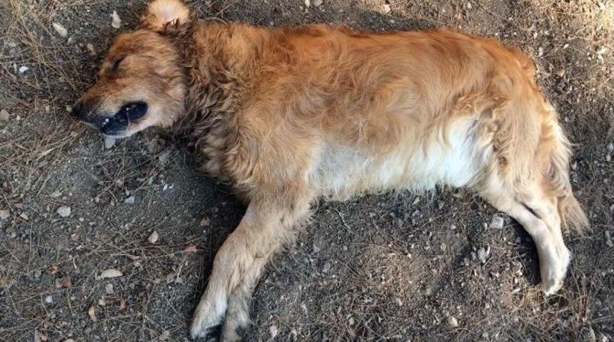 Antalya&rsquo;da K&ouml;pekleri Zehirleyerek &Ouml;ld&uuml;rd&uuml;ler