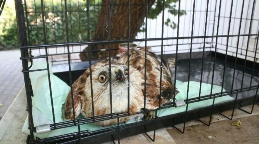 Denize D&uuml;şen Yaralı Şahin Tedavi Altına Alındı