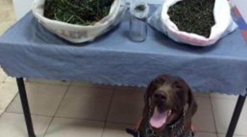 Narkotik K&ouml;peği &rsquo;varis&rsquo; 7 Kilo Esrar Buldu