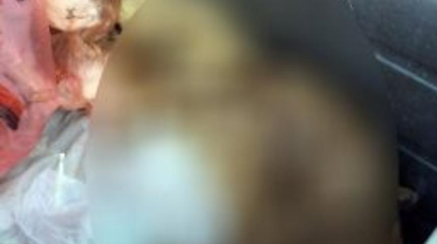 Yalova&rsquo;da K&ouml;pek Katliamı