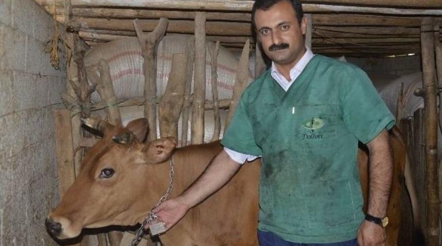 Hayvan Hırsızlığına Karşı Kilitli &Ccedil;&ouml;z&uuml;m