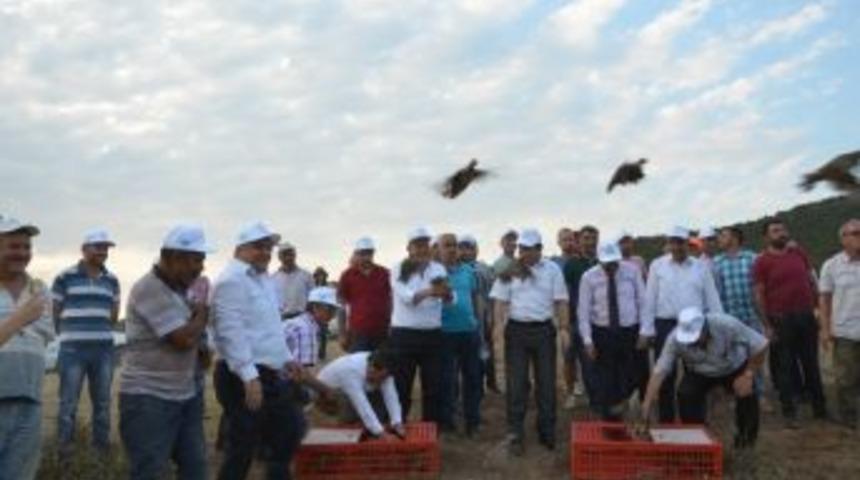 Ormanları Keklikler Koruyacak