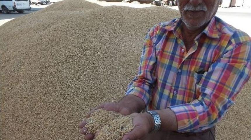 Malazgirt&rsquo;te Buğday Satışı Başladı