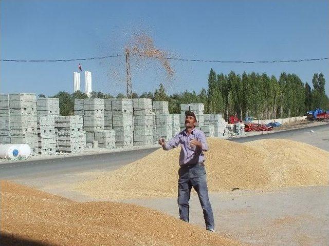 Malazgirt’te Buğday Satışı Başladı