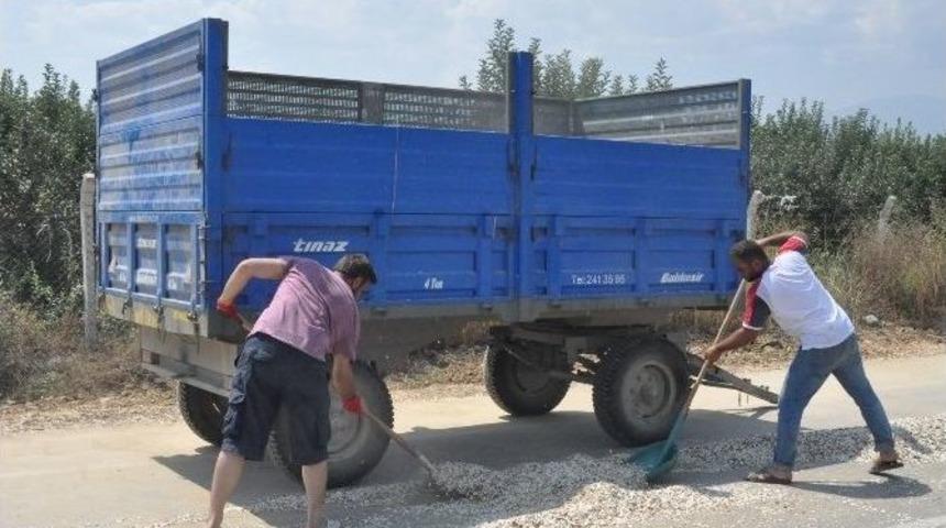 Ay &Ccedil;ekirdeği Hasadı Başladı