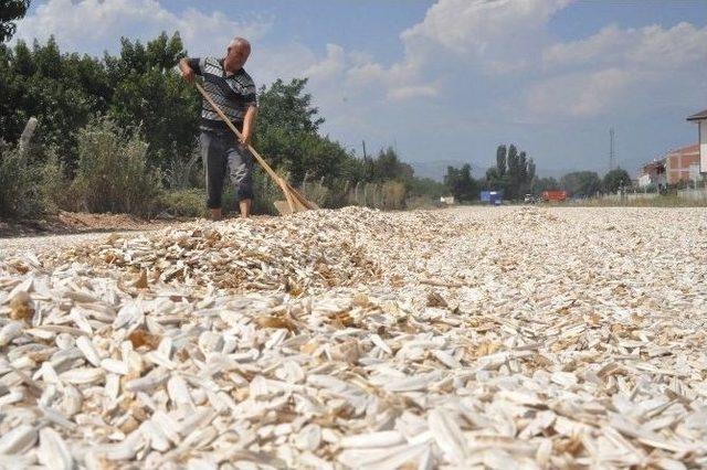 Ay Çekirdeği Hasadı Başladı