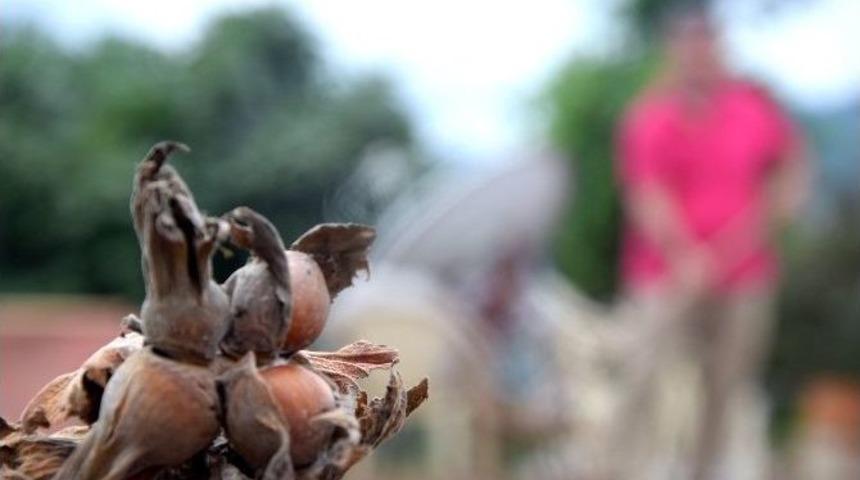 Karadeniz&rsquo;in Yeşil Altını &rsquo;fındık&rsquo; Strese Girdi, Rekolte D&uuml;şt&uuml;
