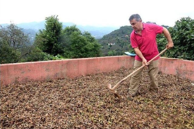 Karadeniz’in Yeşil Altını ’fındık’ Strese Girdi, Rekolte Düştü