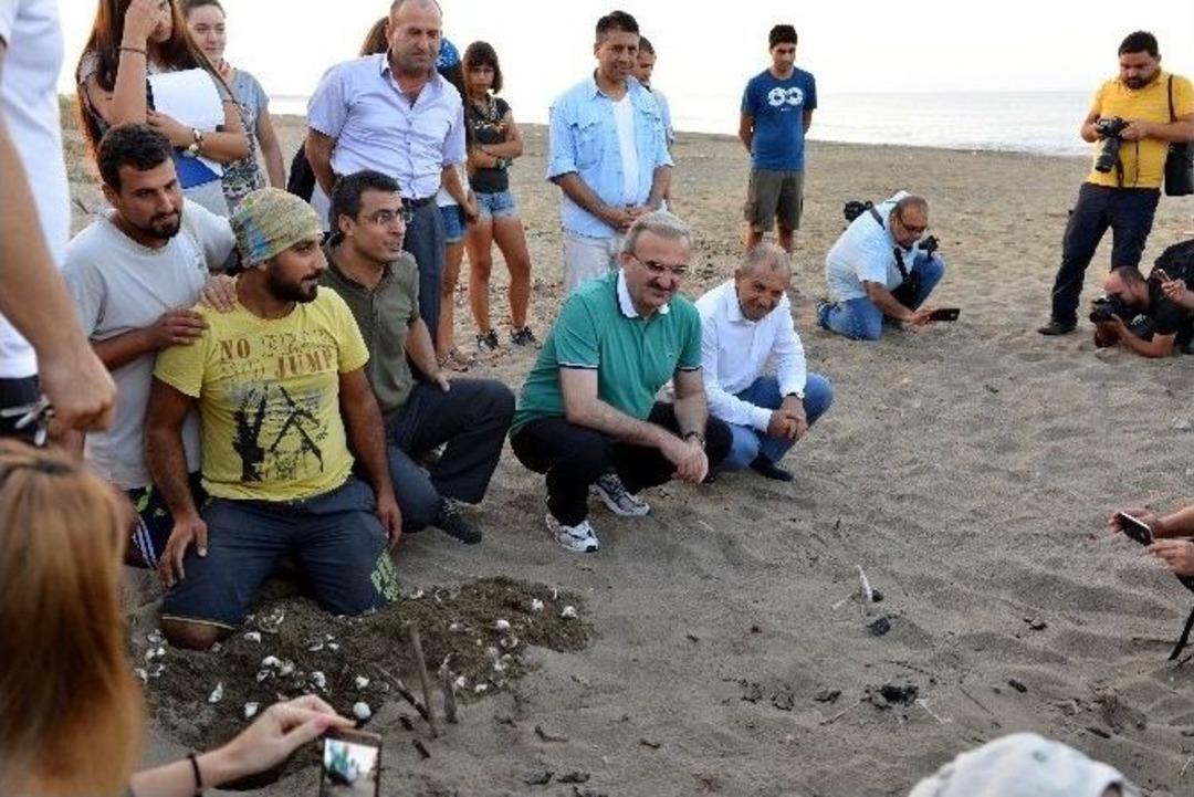 Caretta Carettalara &rsquo;ohal&rsquo; Koruması