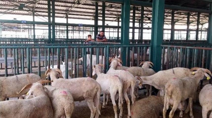 Karantina Kalktı, Hayvan Pazarı A&ccedil;ıldı