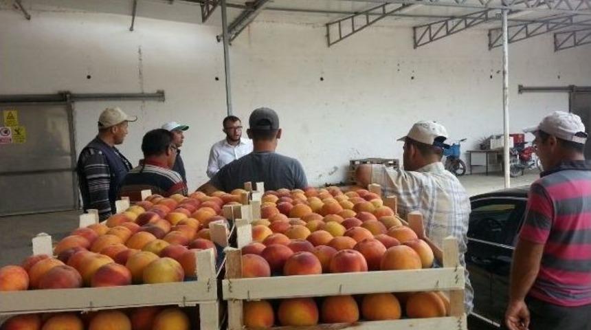 Umurbey&rsquo;de Şeftali Sezonu Devam Ediyor