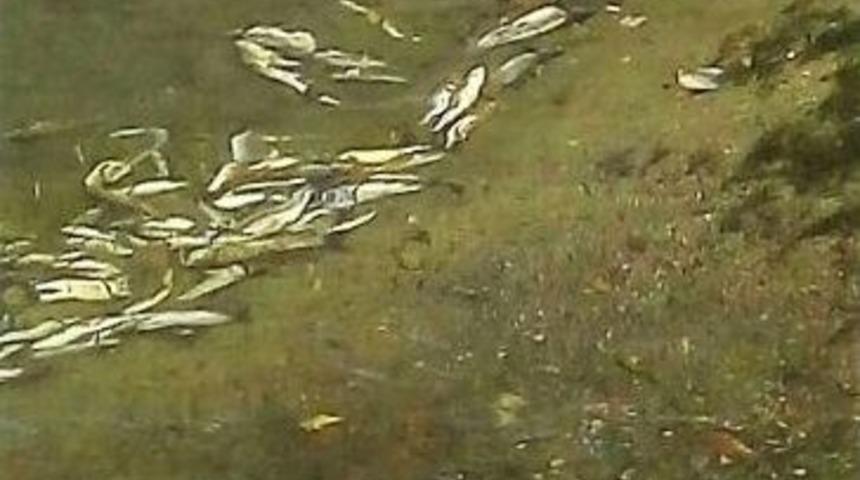 Kılı&ccedil;&ouml;z&uuml; Deresinde Balık &Ouml;l&uuml;mleri