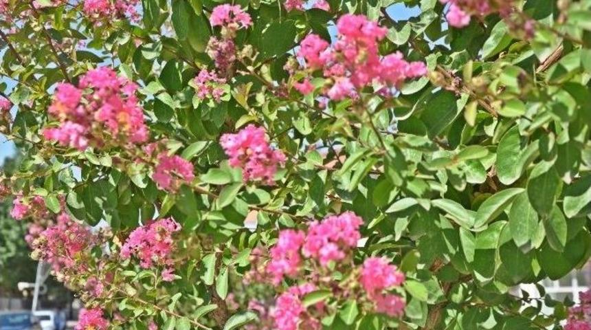 Oya Ağacı İl&ccedil;eyi S&uuml;sledi