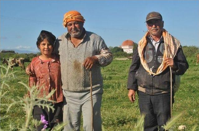 Tatilini Çobanlık Yaparak Geçiriyor