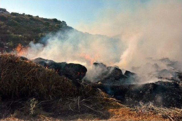 Antalya’da Sazlık Alanda Yangın Çıktı