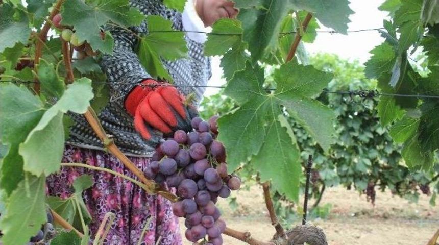 Tekirdağ&rsquo;da &Uuml;z&uuml;m Hasadı Başladı