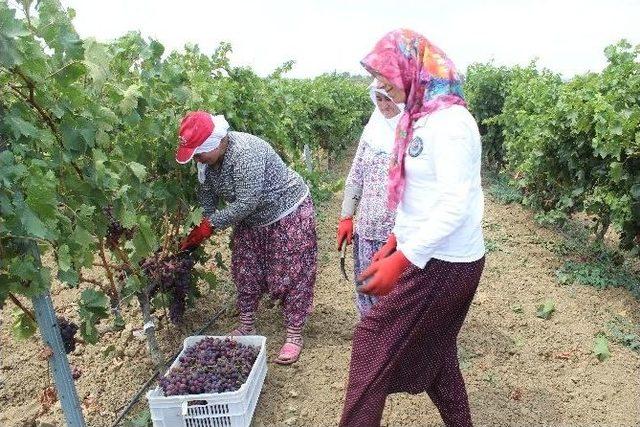 Tekirdağ’da Üzüm Hasadı Başladı