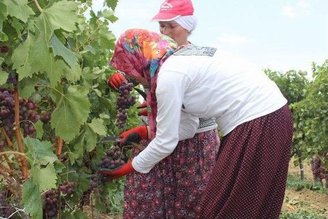 Tekirdağ’da Üzüm Hasadı Başladı