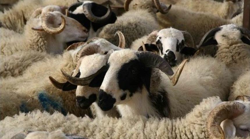 B&uuml;y&uuml;kşehir Belediyesi&rsquo;nden &Ccedil;obanları Sevindiren İhale