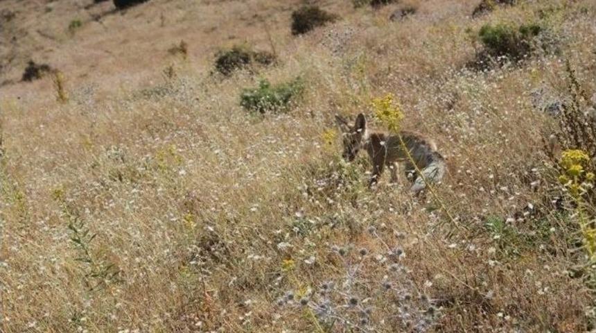 Tedavisi Tamamlanan Tilki, Doğal Ortamına Bırakıldı